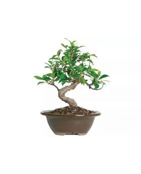 Brussel's Bonsai