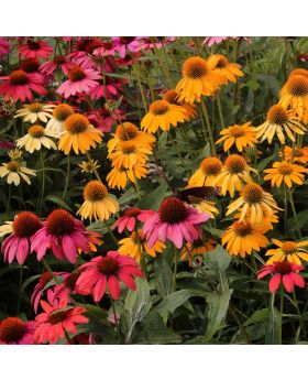 Echinacea Cheyenne Spirit